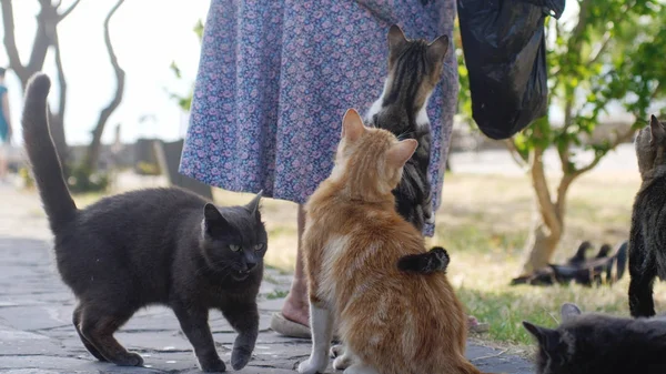 A Street Cat's Tale (O conto de um gato de rua)