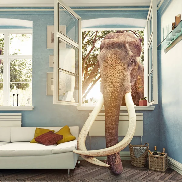 Éléphant dans la fenêtre de la chambre — Photo