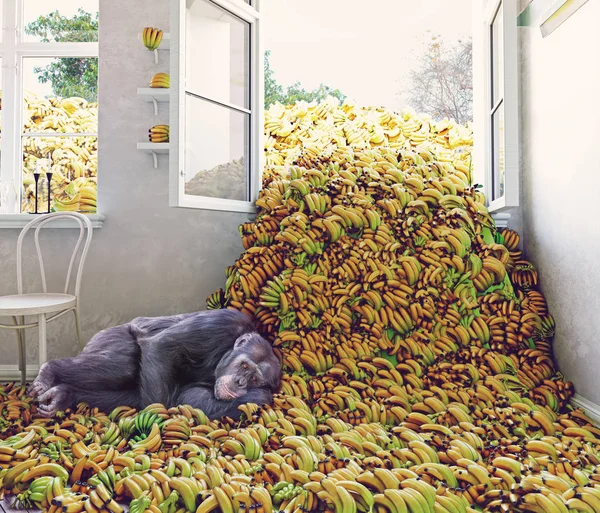 满屋子的香蕉和猴子 — 图库照片