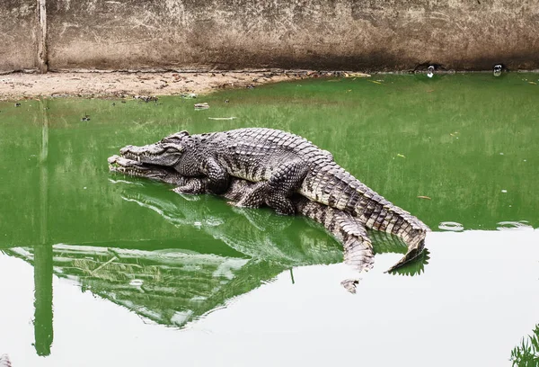 Pár krokodýlů, objímání — Stock fotografie