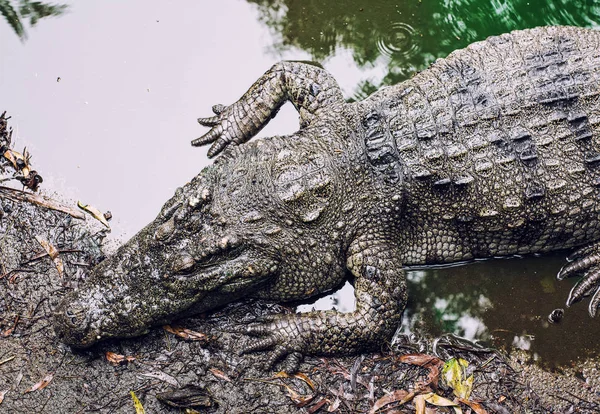 Большой крокодил на берегу реки — стоковое фото