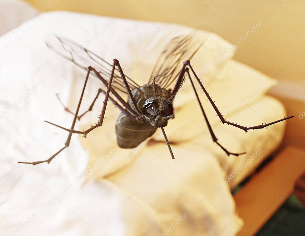 Flying mosquito in bedroom