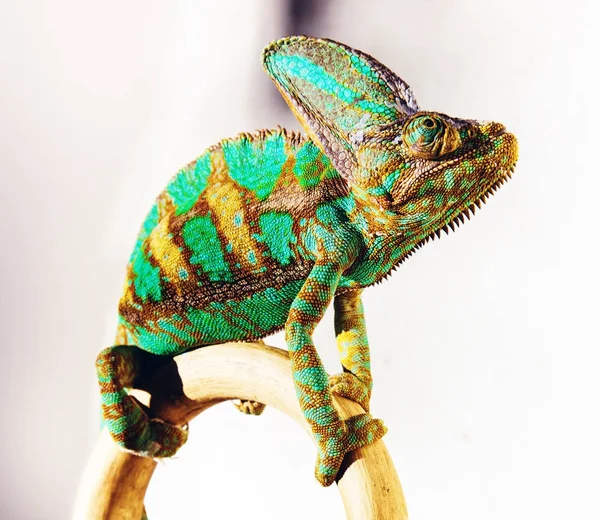 Vackra ljusa kameleont — Stockfoto