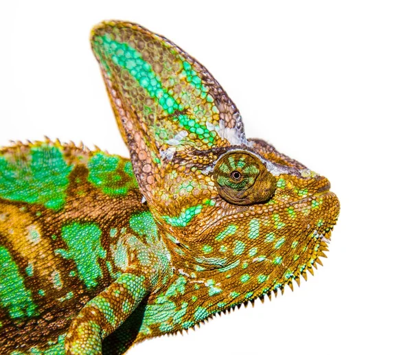 Vackra ljusa kameleont — Stockfoto