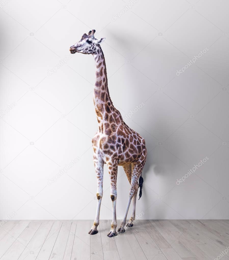 Giraffe in the white room