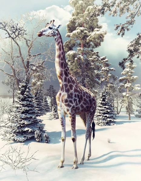 Girafa na floresta de inverno — Fotografia de Stock