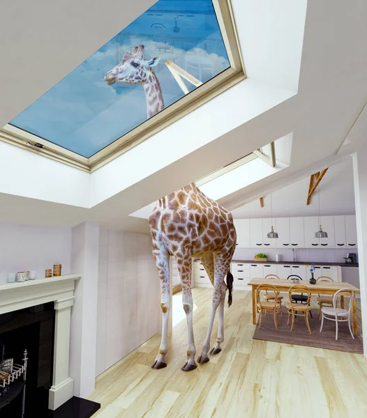Giraffe in the attic window — Stock Photo, Image