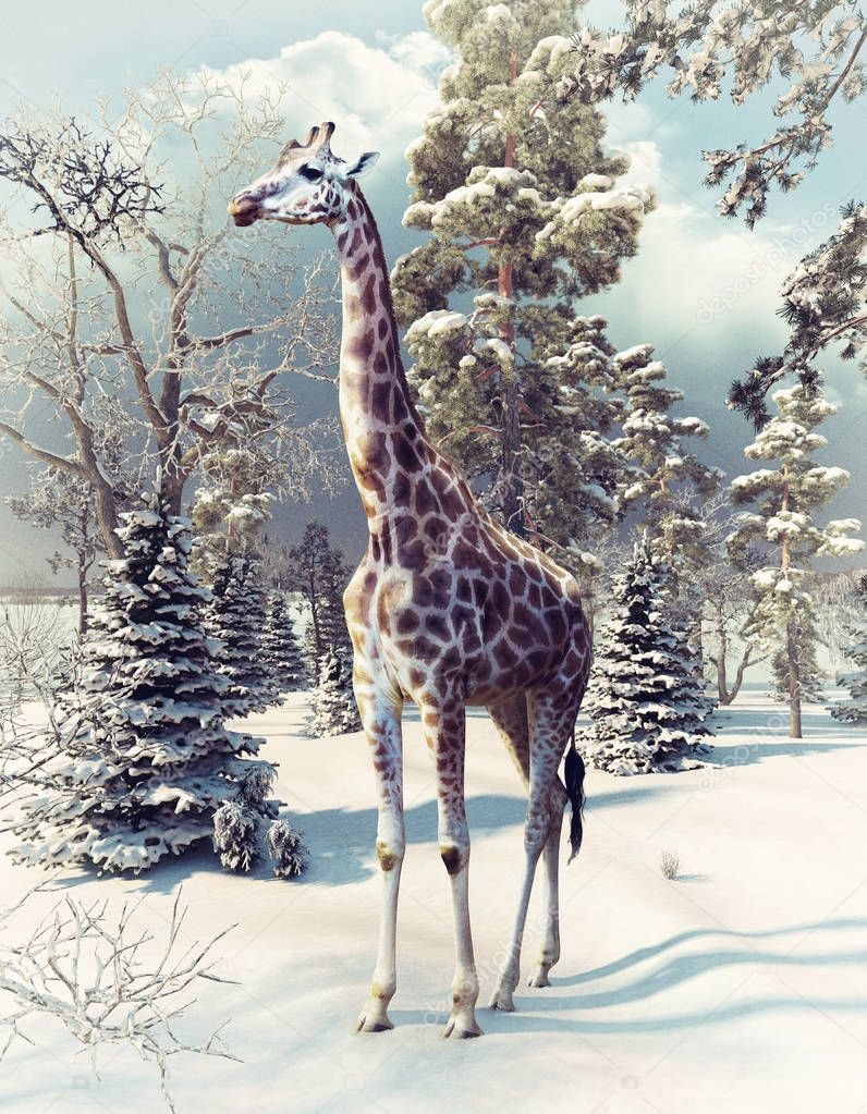 giraffe in the winter forest