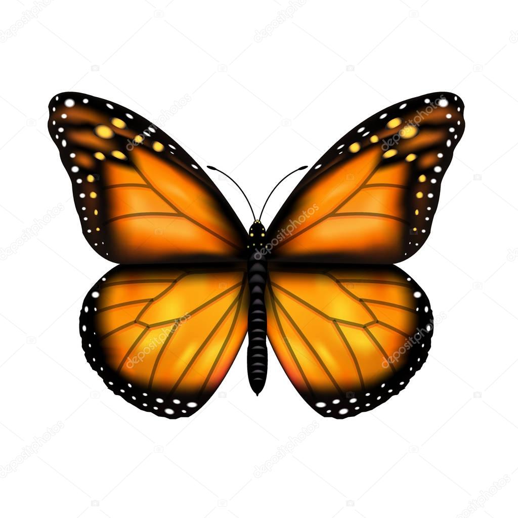 Butterfly With Gradient Mesh,