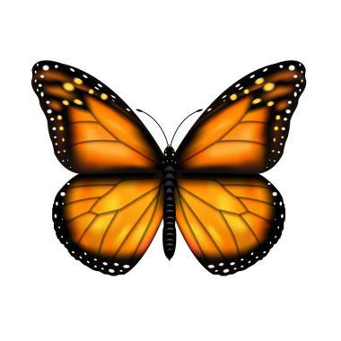Download Orange Butterfly Free Vector Eps Cdr Ai Svg Vector Illustration Graphic Art