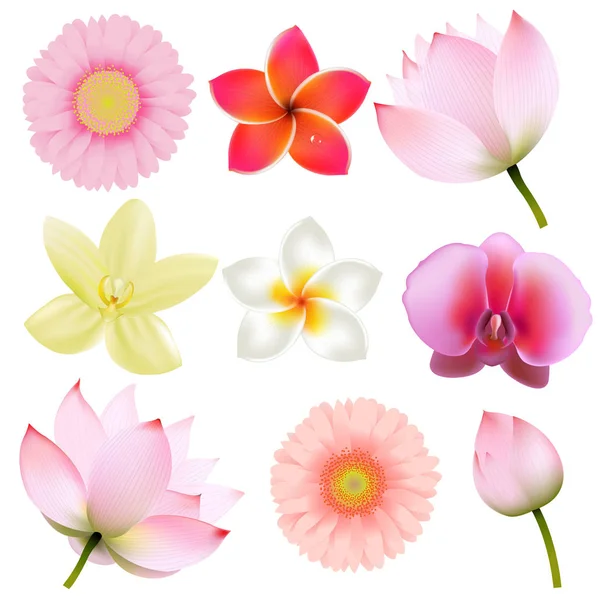 Συλλογή λουλουδιών που απομονώνονται σε λευκό — Διανυσματικό Αρχείο