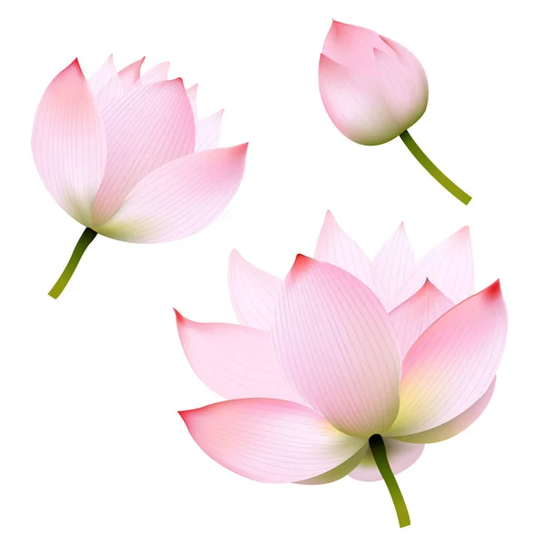 Pink Lotus set — Stock Vector
