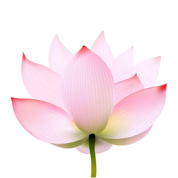 Rosa lotus isolerad på vit bakgrund — Stock vektor