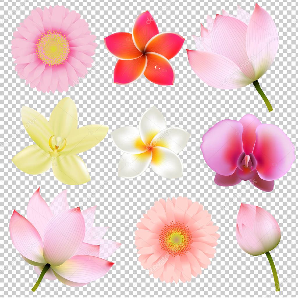 Colorful Flowers Collection