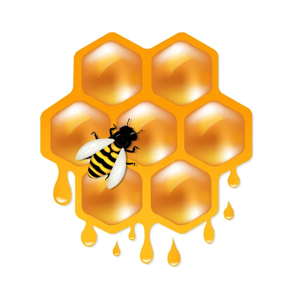 Honeycombs With Bee on white background — Stock Vector