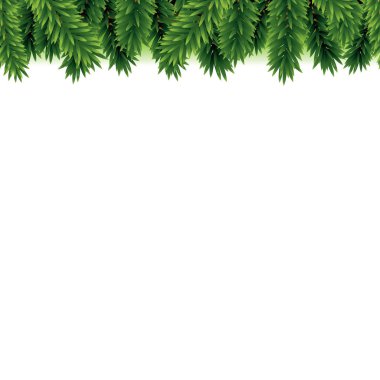 köknar ağacı kenarlık