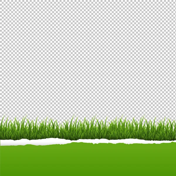 Fondo Transparente Hierba Verde Papel Rasgado Con Malla Gradiente Ilustración — Vector de stock