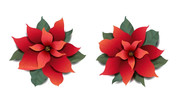 Red Poinsettia Elszigetelt Átlátható Háttér Vektor Illusztráció — Stock Vector