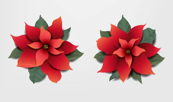 Red Poinsettia Isolated Transparent Background Vector Illustration — Stock Vector