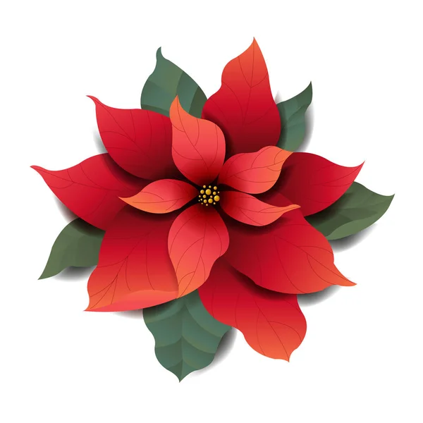 Red Poinsettia Isolated Transparent Background Vector Illustration — стоковый вектор
