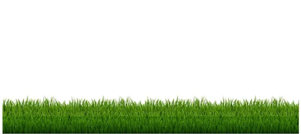 Grass Frame White Background — Stock Vector