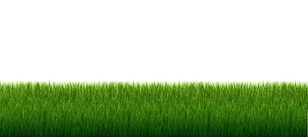 Green Grass Border Isolated White Background — Stock Vector