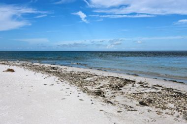 Ölü balık - kırmızı gel-git