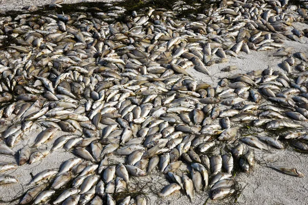 Peces muertos - Marea Roja —  Fotos de Stock