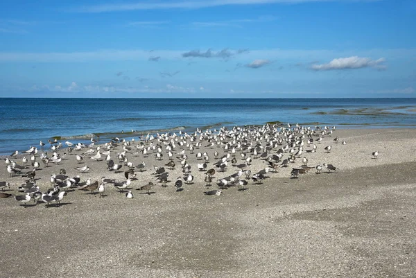Plajda martıları — Stok fotoğraf