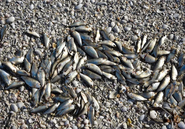 Tote Fische am Strand — Stockfoto