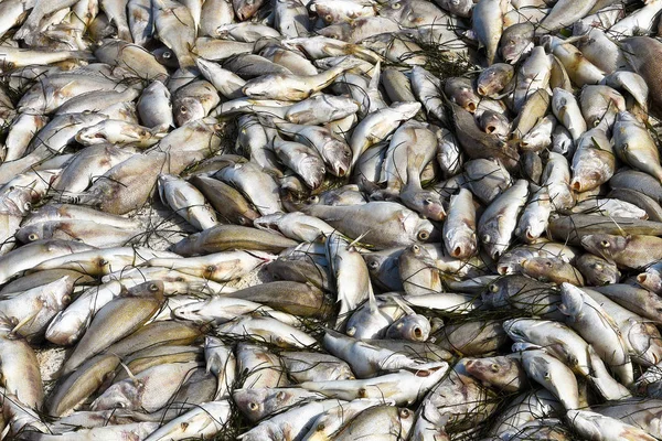 Peces muertos en la playa —  Fotos de Stock