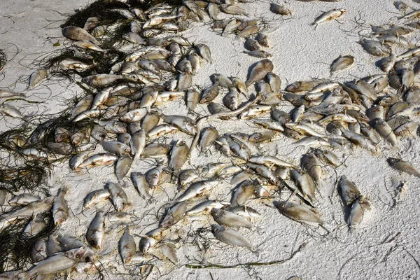 Peces muertos en la playa —  Fotos de Stock