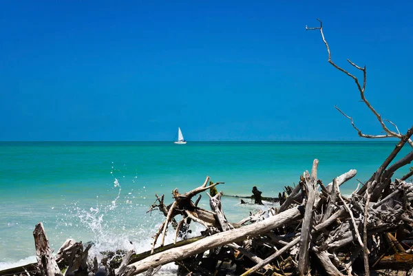 Όμορφη Ξεπερασμένο Driftwood Σχετικά Παραλία Της Μπύρας Μπορεί Νησί Λέμβων — Φωτογραφία Αρχείου