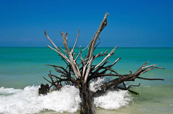 유에는 해변의 플로리다 — 스톡 사진