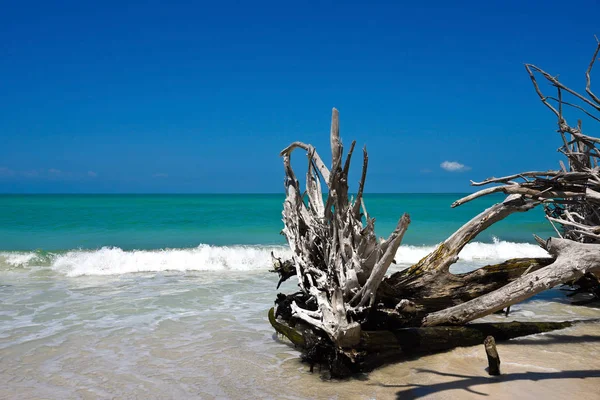 Beautiful Weathered Driftwood Beach Beer Can Island Longboat Key Florida — Stock Photo, Image