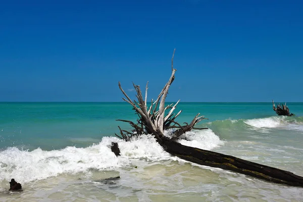 美丽风化浮木上海滩的啤酒可以岛龙布凯键佛罗里达州 — 图库照片