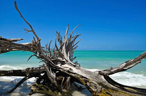 Mooie Verweerde Drijfhout Het Strand Van Bier Kan Eiland Longboat — Stockfoto