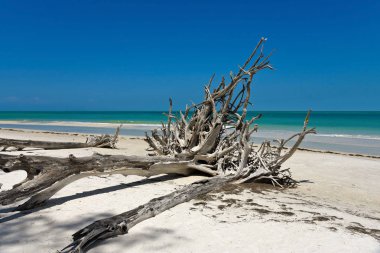 Güzel yıpranmış dalgaların karaya attığı odun