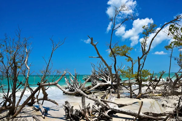 Hermosa madera a la deriva resistida — Foto de Stock