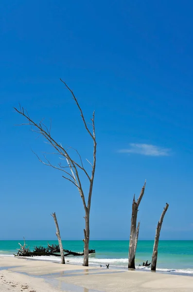 Hermosa madera a la deriva resistida — Foto de Stock