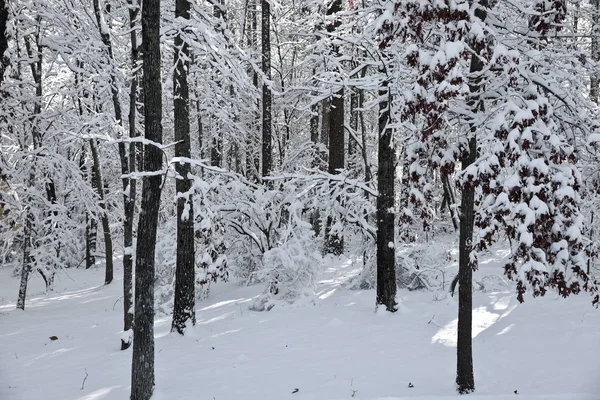 Caída de nieve en la mañana — Foto de Stock