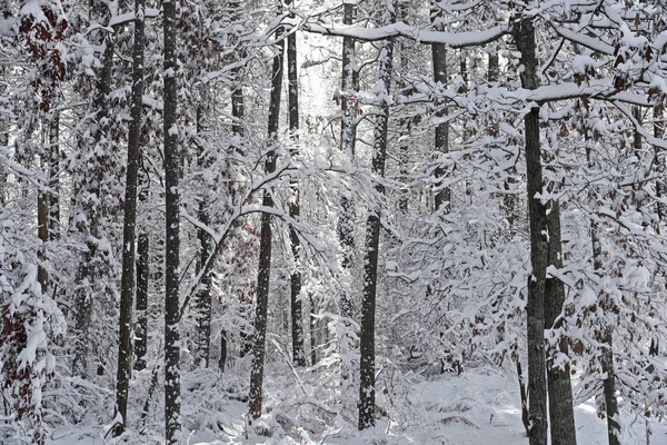 Caída de nieve en la mañana — Foto de Stock