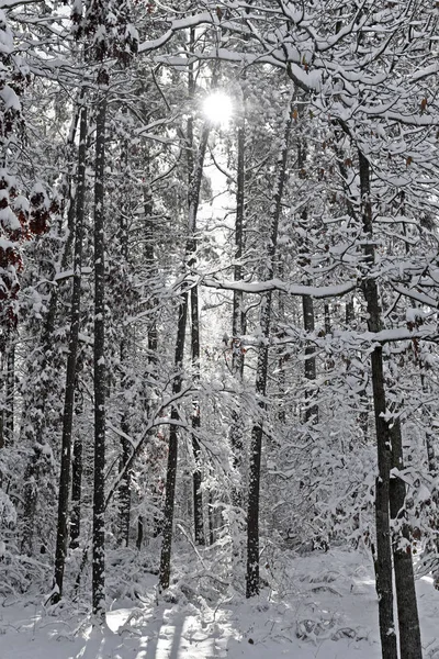 Caída de nieve en la mañana — Foto de Stock