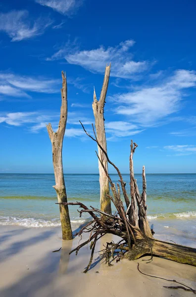 Piękny Driftwood wyblakły — Zdjęcie stockowe