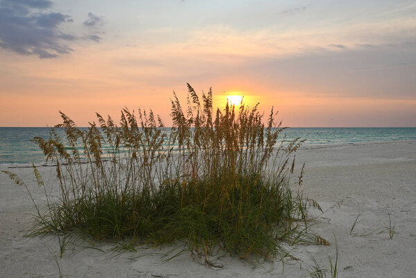 Sea Oats on Beach of the Gulf Coast of Florida at Dusk