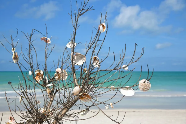 Branch Anna Maria Island Beach People Have Placed Sea Shells — Stock Photo, Image