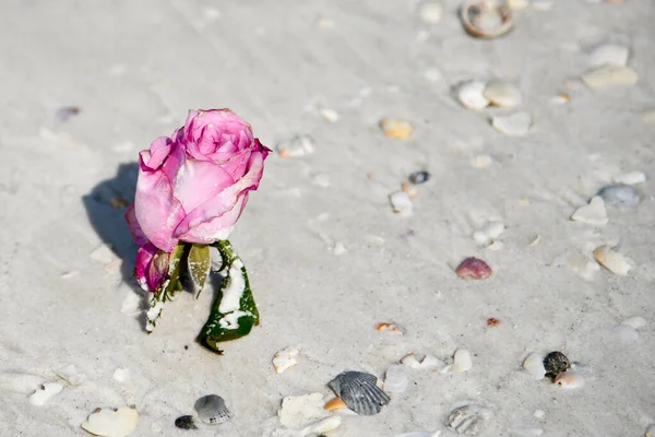 Una Rosa Soltera Acostada Una Playa Arena Con Conchas Marinas —  Fotos de Stock