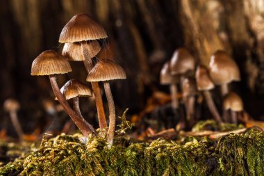 mantar-makro fotoğraf