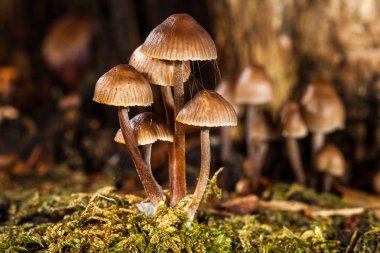 mantar-makro fotoğraf