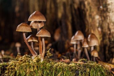 mantar-makro fotoğraf